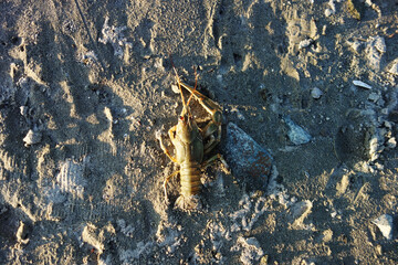 crab in sand water mud crawl to the water