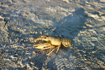 crab in sand water mud crawl to the water