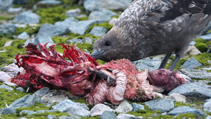 Obraz premium Brown skua (Stercorarius antarcticus) feeding on a penguin carcass on Half Moon Island, Antarctica