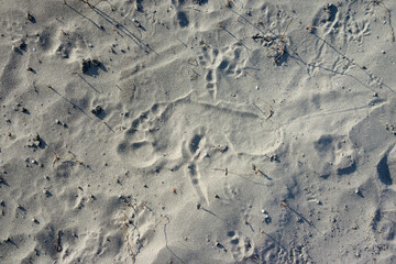 human and animal footprint on sand beach