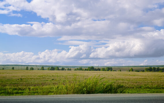 Shrub next to an asphalt road against the background of a field and a cloudy landscape