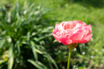 A single pink peony on blurred green leaves background at the sunny day, side view. Bright congratulation on the holiday. Flower bud. Peony bud for poster, calendar, post, screensaver, wallpaper, card