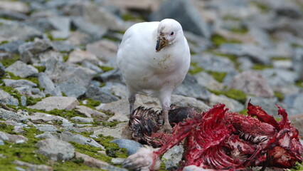 Snowy sheathbill (Chionis albus) feeding on a penguin carcass on Half Moon Island, Antarctica
