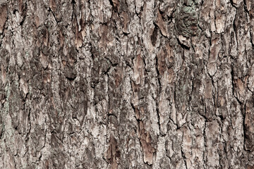 Naklejka premium Background of brown tree bark with moss, close-up. Relief natural texture of oak trunk for publication, screensaver, wallpaper, postcard, poster, banner, cover, website, post. High quality photo