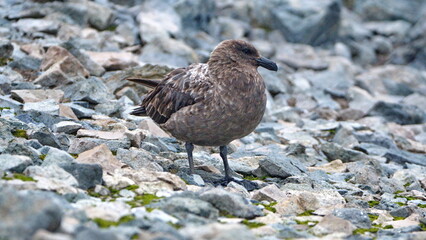 Brown skua (Stercorarius antarcticus) on Half Moon Island, Antarctica