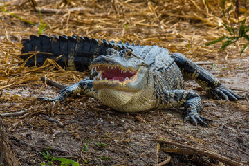 Alligator on land with its mouth open