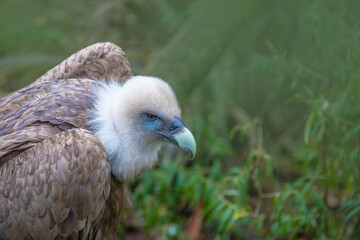 Portrait of a griffon vulture Gyps fulvus sitting on a tree stump