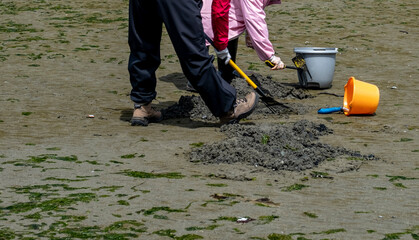 People digging for clams on sandy beach