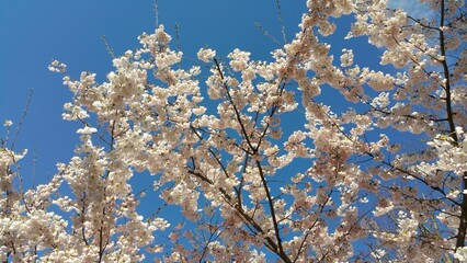 A tree with white flowers