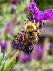 Macro shot of a bee sitting on a flower