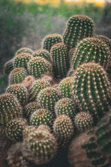 Small cactuses