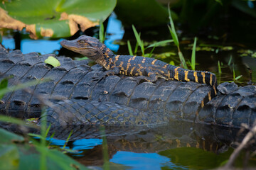 Baby Alligator gettig a ride on its mother's back