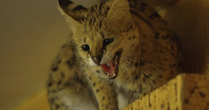 Close-up view of the beautiful angry savannah cat showing aggression. 4k.