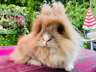 Cute rabbit in the garden