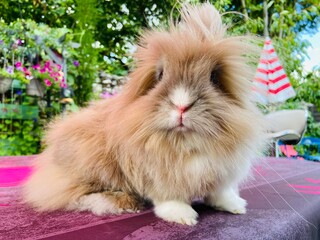 Happy rabbit in the garden