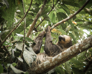 Bicho preguiça pendurado em na árvore na Amazônia brasileira