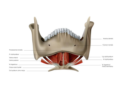 Anatomy and location of human sublingual muscles. Vector 3D illustration