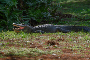 Alligator resting with its mouth open