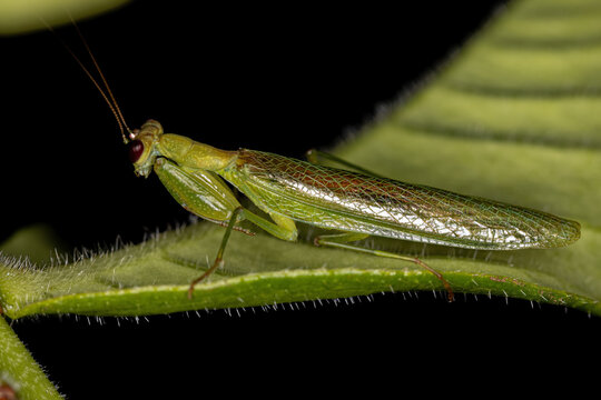 Adult Acontistid Mantis