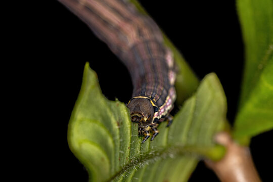 Macroglossine Sphinx Moth Caterpillar