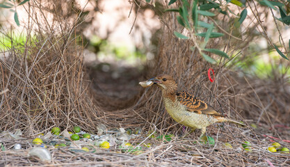 spotted bowerbird at his bower in Western Queensland, Australia.