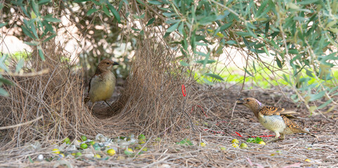 spotted bowerbird at his bower in Western Queensland, Australia.