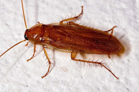 Adult Wood Cockroach