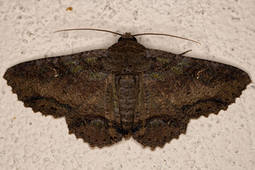 Adult Underwing moth