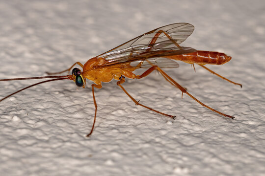 Adult Ichneumonid Wasp