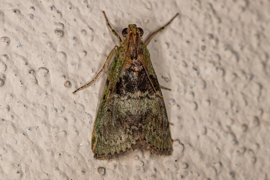 Adult Pyralid Snout Moth