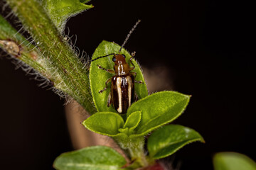 Adult Flea Beetle