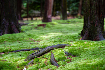 苔寺