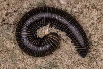 adult millipede arthropod