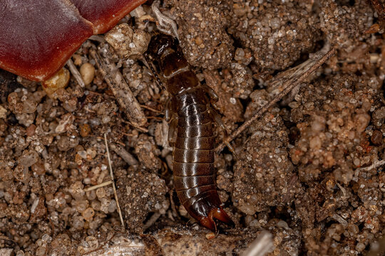 Small Common Earwig