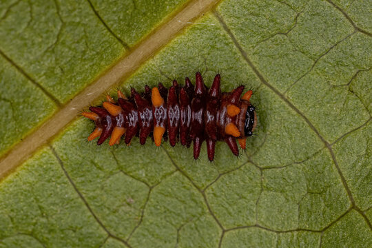 Cattleheart Insect Caterpillar