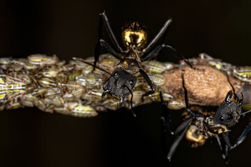 Female Adult Shimmering Golden Sugar Ant with Aetalionid Treehopper Nymphs