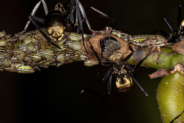Female Adult Shimmering Golden Sugar Ant with Aetalionid Treehopper Nymphs