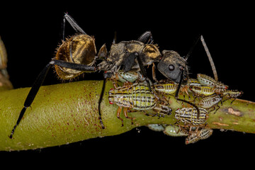 Female Adult Shimmering Golden Sugar Ant with Aetalionid Treehopper Nymphs