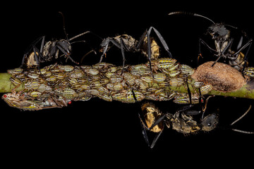 Female Adult Shimmering Golden Sugar Ant with Aetalionid Treehopper Nymphs