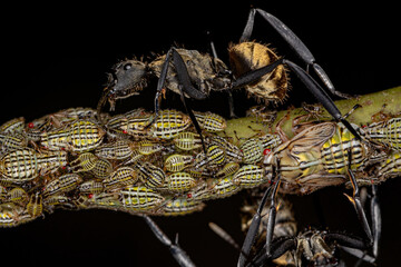Female Adult Shimmering Golden Sugar Ant with Aetalionid Treehopper Nymphs