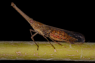 Adult Dictyopharid Planthopper Insect