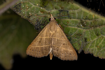 Adult Litter Moth