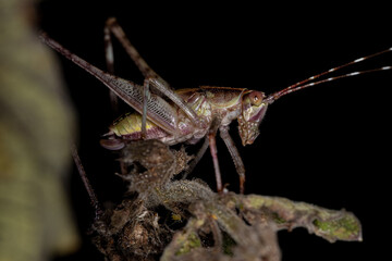 Leaf Katydid Nymph