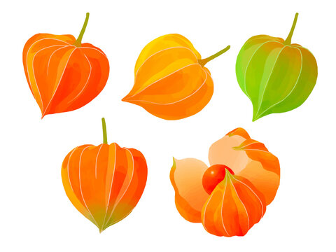 ほおずき の画像 12 3 件の Stock 写真 ベクターおよびビデオ Adobe Stock