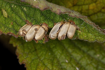 Leaf Katydid hatched Eggs