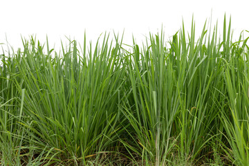 Green grass isolated on white background.