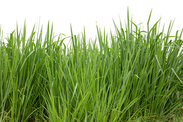 Green grass isolated on white background.