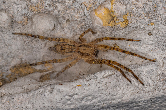 Small Ghost Spider