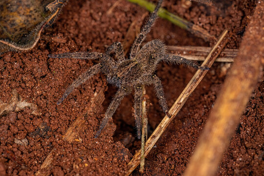 Adult Wandering Spider