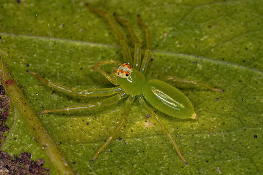 Adult Female Translucent Green Jumping Spider